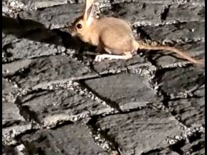 Nemrut Kalderasında Arap Tavşanı Görüntülendi