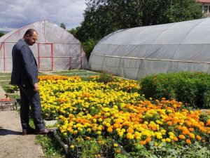 Belediyenin Yetiştirdiği Süs Bitkileri İlçeye Çiçek Bahçesine Dönüştürdü