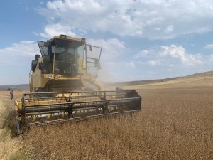 Anadolu’nun 500 Yıllık Bitkisi Pelemir İçin Hasat Zamanı