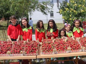 Samsun’da Çilek Üretimi Artıyor