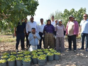Başkan Erol, İncir Hasadına Katıldı