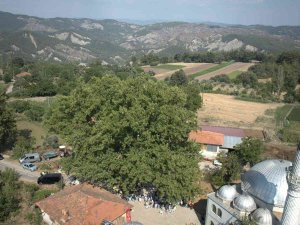 Muğla’da 842 Yaşındaki Ağaç Koruma Altında