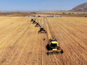 Sivas’ta Hasadına Başlandı, Türkiye’nin İhtiyacının Yarısını Karşılayacak