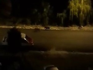 Ordu’da Aç Kalan Domuzlar Şehir Merkezine İndi