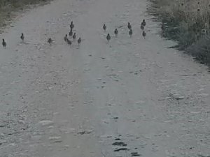 Tunceli’de Çil Keklik Sürüsü Görüntülendi