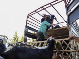 Mersin Büyükşehir Belediyesinin Hayvan Ve Yem Desteği Sürüyor