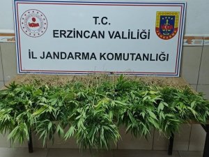 302 Kök Kenevir Bitkisi Ele Geçirildi