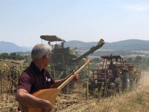 Adana’da Sazlı Sözlü Ayçiçek Hasadı