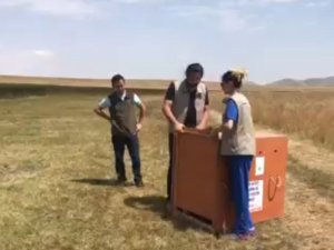 Yavru Leylekler Doğaya Salındı