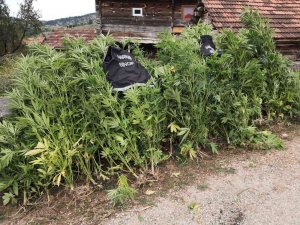 Sinop’ta Kenevir Operasyonu: 36 Kök Hint Keneviri Ele Geçirildi