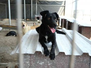 Turgutlu’da Gıda Atıkları Sokak Hayvanlarına Mama Oldu