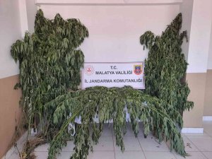 Jandarma Uyuşturucuya Geçit Vermiyor