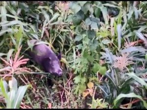 Giresun’da Domuzlar Mısır Tarlasına Dadandı