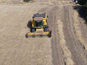 Devlet Hibe Etti, Çiftçinin Siyez Üretim Maliyeti Düştü