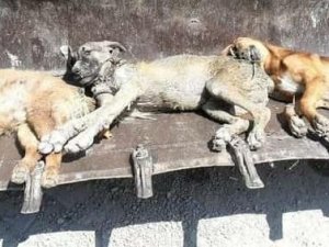 Bayraktar: "Hatay’da Bir Ayda 17 Kedi Ve Köpek Zehirlenerek Öldürüldü"
