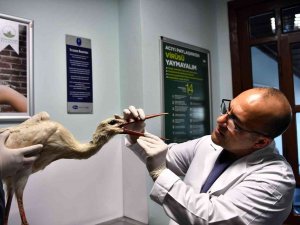 Osmangazi, Binlerce Hayvana Şifa Oldu