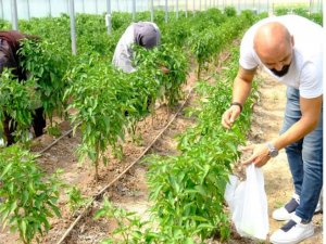 Solucan Gübresiyle Üretilen Ürünlerin Hasadına Başlandı