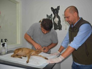 Yavru Karaca Hayata Döndürüldü