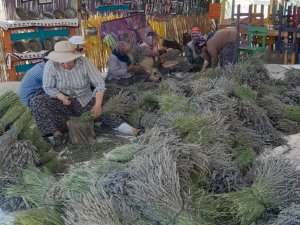 Kuyucak Köyünde Lavanta Hasadı Başladı