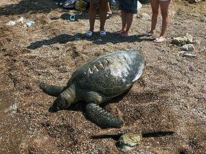 Ölü Caretta Caretta Kıyıya Vurdu