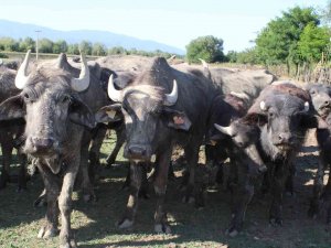 Düzce’de Geçtiğimiz Ay Yaşanan Sel, Manda Üretimini Vurdu