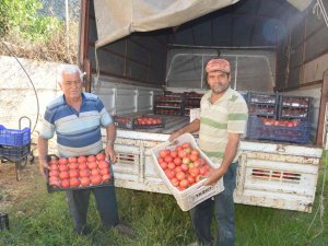 800 Rakıma Deneme Amaçlı Sera Kurdu, Tonlarca Domates Ve Biber Yetiştiriyor