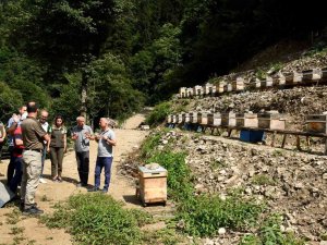 Artvin’de Bal Ormanları Arıcıların Hizmetine Açılmaya Devam Ediyor