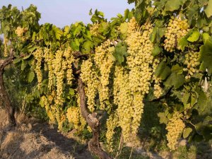 Çekirdeksiz Sultani Üzümü İhracat Yolcusu