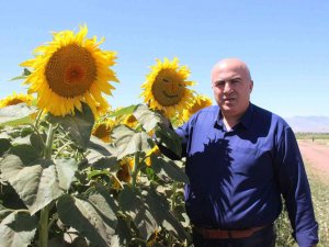 Karaman’da Ayçiçeği Ekimi Yüzde 50 Arttı