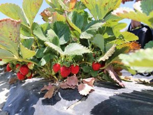 Erzincan’da Çilek Hasadı Başladı