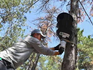 “Feromonlu Tuzak Projesi” İle Ağaçlar Korumaya Alınıyor