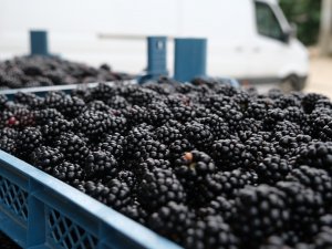 Ahudududa Bereketli Hasat