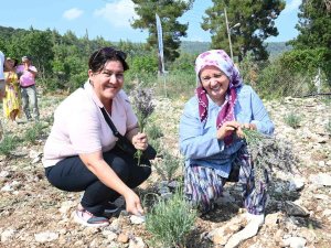 Turizm İlçesi Kemer’de Lavanta Hasadı