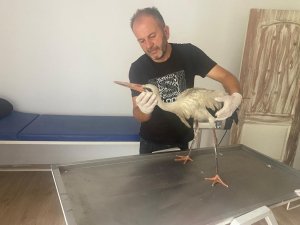 Yaralı Leylek Tedavi Ediliyor