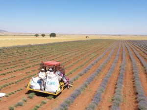 Başkan Altay: “Lavanta Üretiminin Artması İçin Desteğimiz Devam Ediyor”