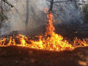 Spil Dağı’ndaki Orman Yangını Hızlı Müdahaleyle Söndürüldü
