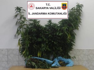 Ev Ve Bahçesinde 2 Kilogram Esrar Ele Geçirildi