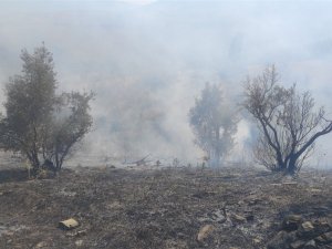 Zeytinlikteki Yangın Korkuttu
