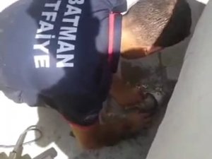 Batman’da İtfaiye Personeli Kurtardığı Kediyi Kalp Masajıyla Hayata Döndürdü