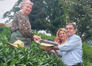 CHP, Rize’de Üreticiyi Çay Bahçesinde Ziyaret Edip Sorun Dinledi