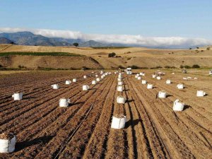 Patates, Çiftçinin Yüzünü Güldürdü
