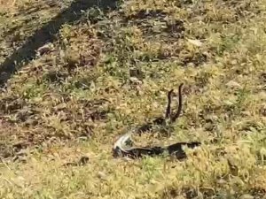 Diyarbakır’da Vatandaşlar Dans Eden 2 Metrelik Yılanları Görüntüledi