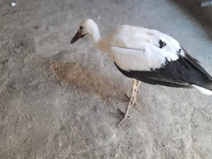 Yaralı Bulduğu Leyleği Korumaya Aldı