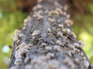 Salyangoz İstilası İlginç Görüntüler Oluşturdu