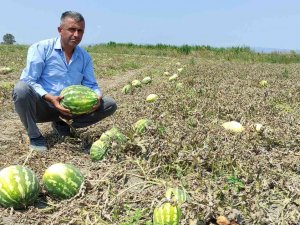 Tarlada 80 Kuruşa Kadar Düştü, Tezgahta 4-5 Lira