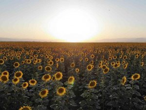 Muş Ovası Ayçiçekleriyle Sarıya Boyandı