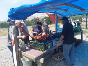 Ayaş’ın Meşhur Domatesi Pazarlarda Yerini Almaya Hazırlanıyor