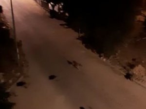 Mahalleye İnen Domuz Sürüsü İle Köpeklerin Kovalamacası Kamerada