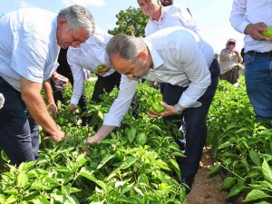 Tarlada Serinleten Ziyaret