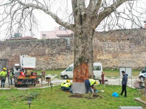 Asırlık Çınarlar ‘Çınar Hekimleri’ İle Güvende